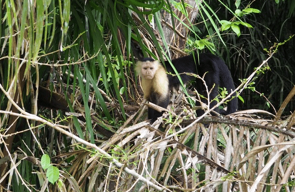 Wild monkey in the thick growth on Monkey Island in Panama. 