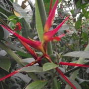 Brightly coloured red and yellow flower in Panama