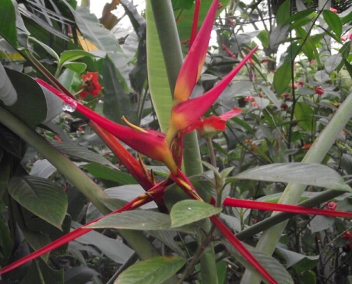 Brightly coloured red and yellow flower in Panama