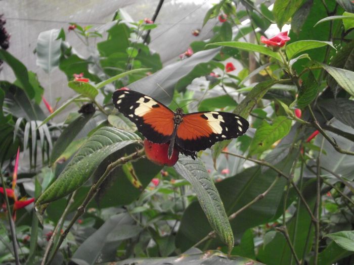 Orange, black and white butterfly on green vegetation.
