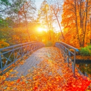 bridge with fall leaves