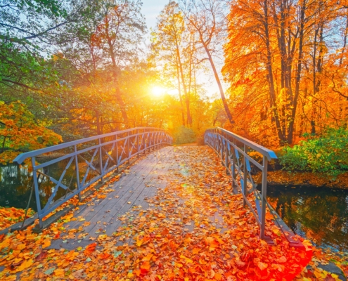 bridge with fall leaves