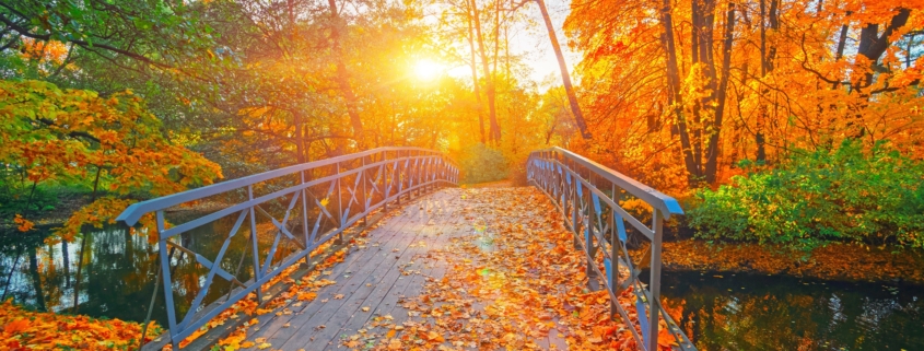 bridge with fall leaves